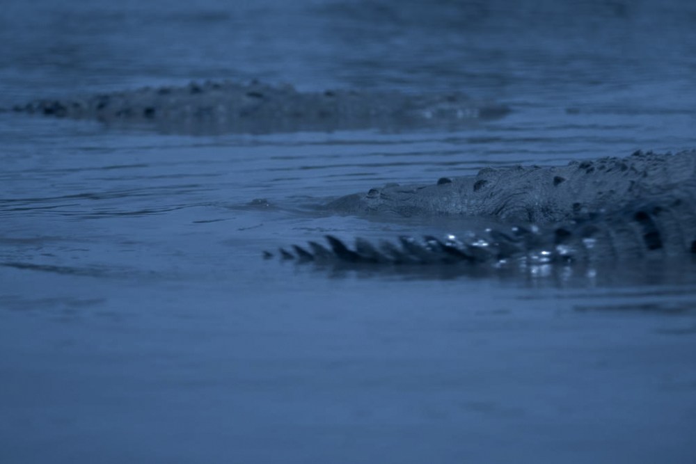 Alexandra Latishev'in Sirens Filmi, Vitrine Filmes España ile Küresel Pazarda Alexandra Latishev'in Sirens filmi